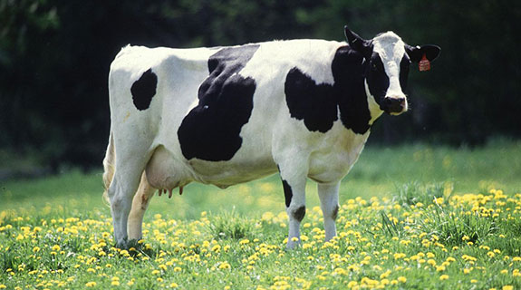 Carbon Conscious moves into dairy
