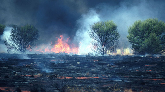 ICA declares bushfires a catastrophe