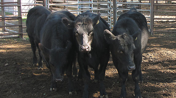 Processed beef exports trend up