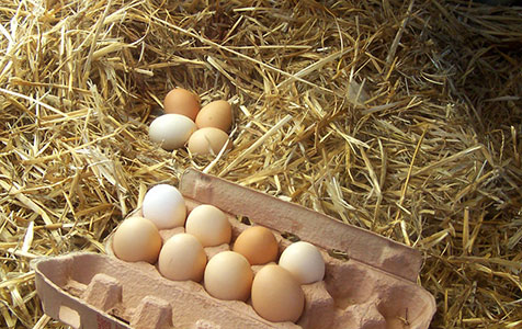 Egg cartel ringleader fined