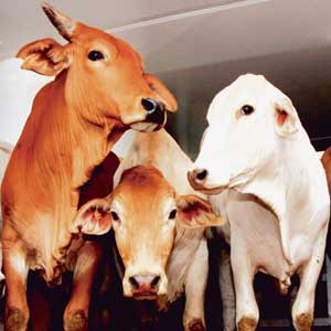 Strong growth in animal exports