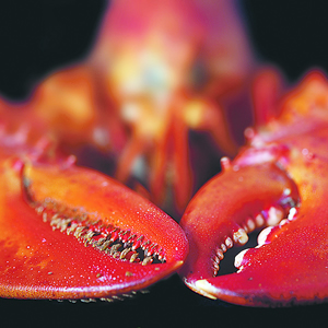Lobster industry faces overhaul