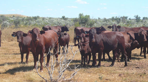 Singaporean buyer to ramp up at Pardoo Station