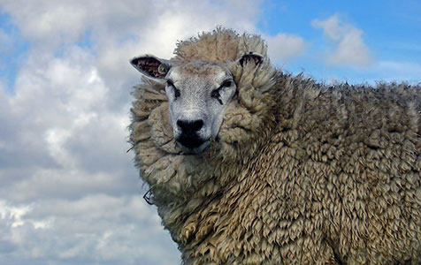 Sheep innovation wins $10m