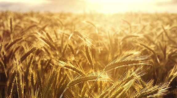 New golden crop for Wheatbelt