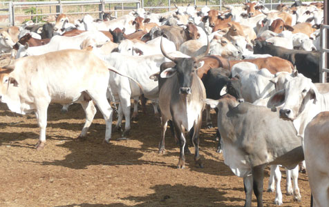 Beef Futures to benefit state’s north