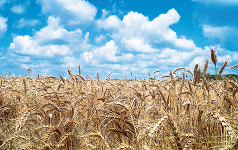Grain harvest to be 13mt