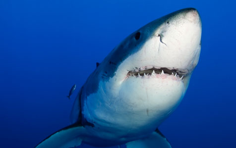 Shark cull outcry overreaction 