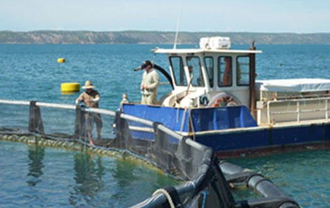 Cone Bay fish farm officially opens
