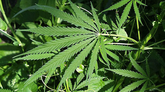 Medical marijuana firm raises funds