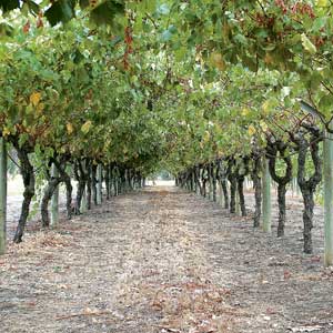 Highway plan worries winery