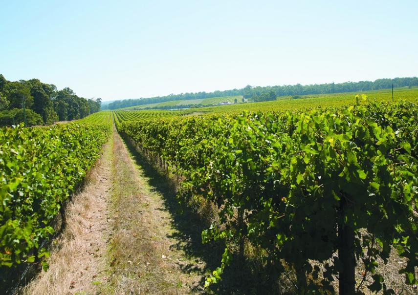 Special Report: Wineries