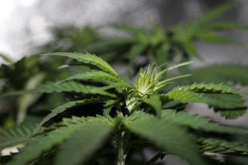 MGC Pharma signs epilepsy marijuana treatment deal