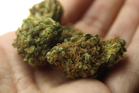 MGC welcomes medical marijuana export plan