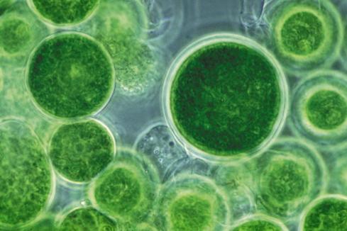 Algae.Tec teams with Canadians to access nutraceuticals market