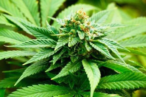 Study cool on cannabis pain benefit