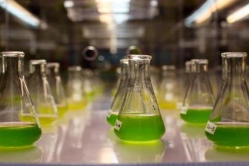 Affinity commercialises fifth algae feed product