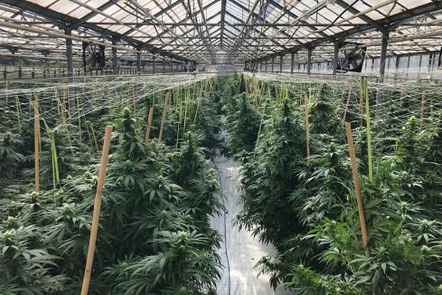 Independent nod for quality of MGC’s cannabis strains