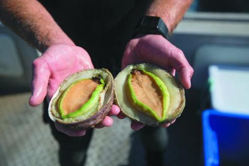 Ocean Grown Abalone facing legal action from supplier