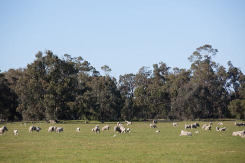 Regulatory changes to support WA sheep farmers