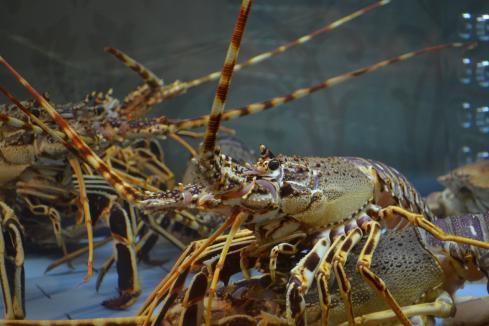 WA increases lobster catch