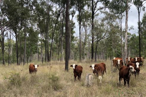Decision made on live cattle case appeal