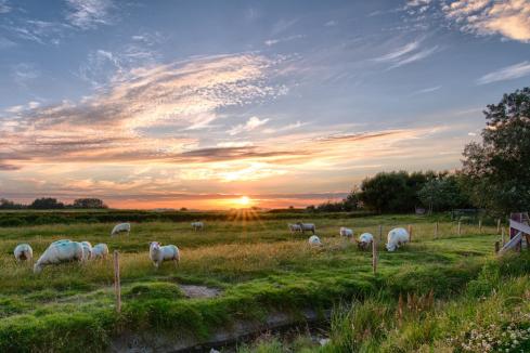 Sheep ship moratorium flow-through effect