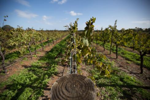 Wilyabrup wine region decision suspended