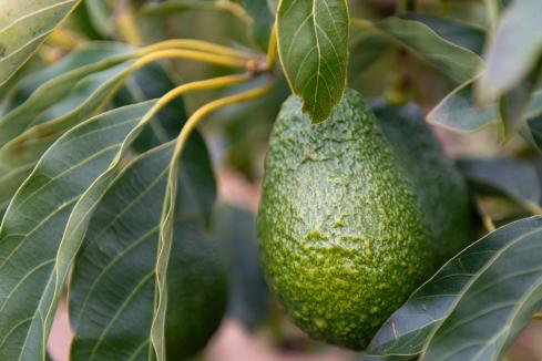 Emanuel Exports enters avocado sector