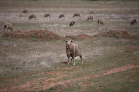 Eastern states still keen on WA sheep