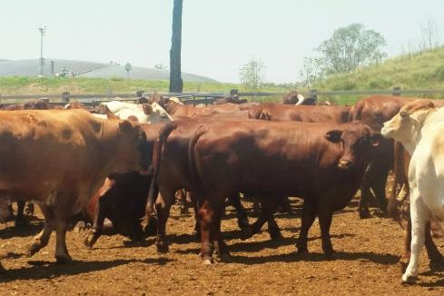 Argentina bans beef exports