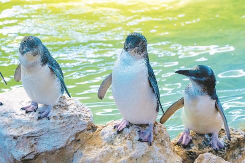 Rockingham grounded on penguin plight