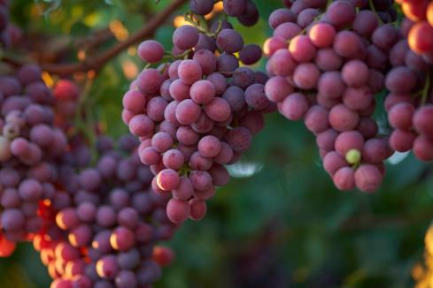 Grape producer to invest $20m in Gascoyne