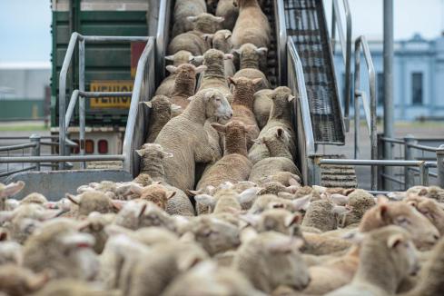 WA’s live sheep trade deserves a break