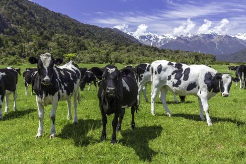 NZ cattle drive opens trade door