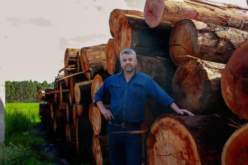 Industry shuns 'offensive' forestry fund as workers walk