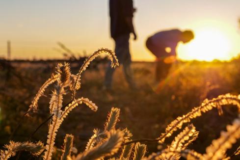 WA scores 45% on carbon farming