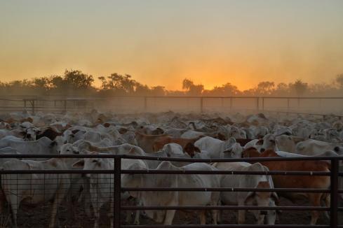 Heytesbury's cattle business drives bumper profit