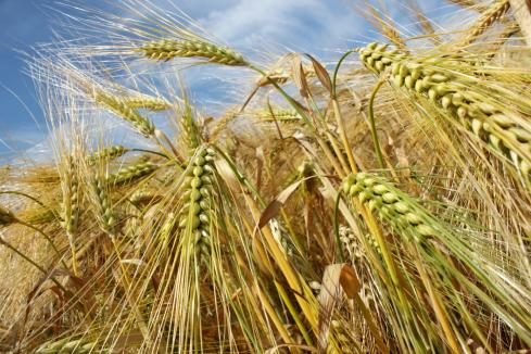 China curb on barley has been damaging