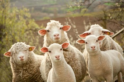 Sheep farmers face stock conundrum 