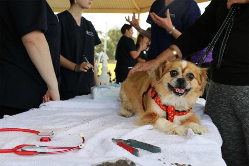 Protecting animals from Esperance to Broome – how RSPCA WA bridges the rural vs urban divide