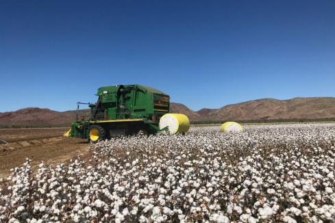 Green light for Kimberley Cotton facility