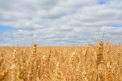WA grain harvest at record high