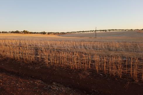 Record crop for WA grain, CBH says