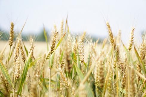 China to review barley tariff