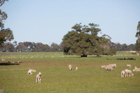 Options limited for sheep farmers