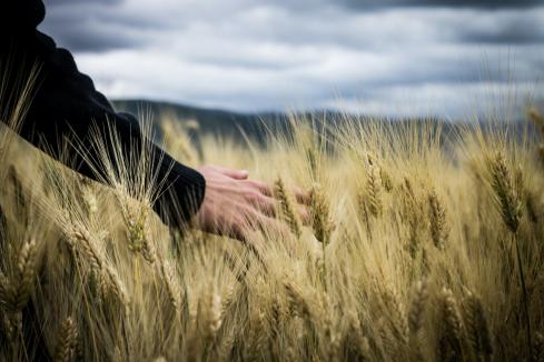 WA’s agriculture industry ‘overregulated’