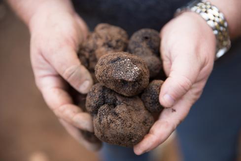 WA truffle harvest rebounds amid booming local demand