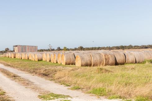 China removes tariffs on Aussie hay