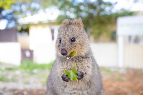 Quokkas a moving experience